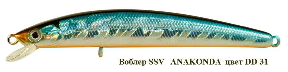 SSV-ANF-31