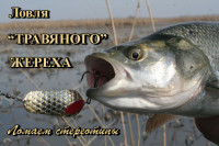 В поисках "травяного" жереха. Ломаем стереотипы