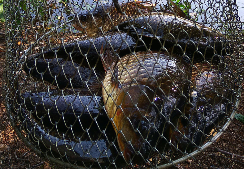 Ловить и поймать!