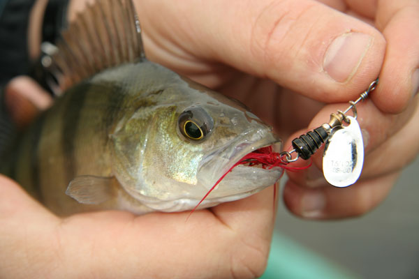 Охота за горбачем